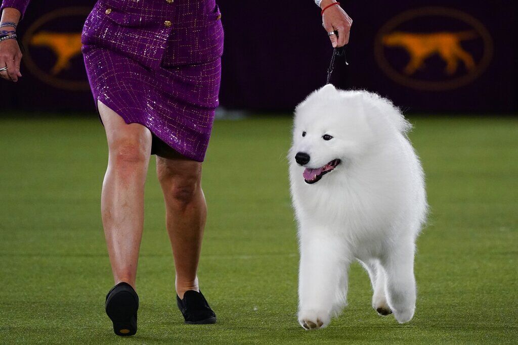 Westminster Dog Show